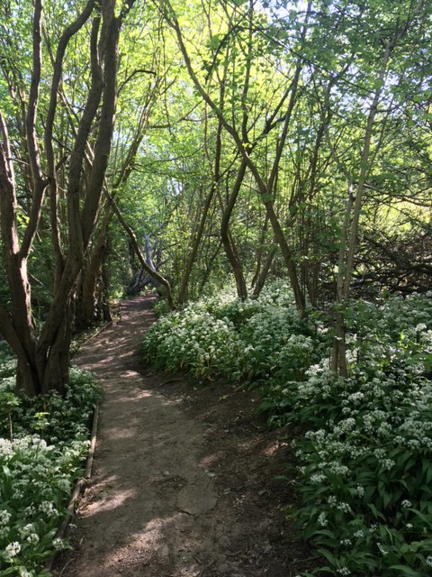 Woodland Path in Spring dPI 72