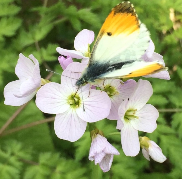 butterfly on flower macro emma