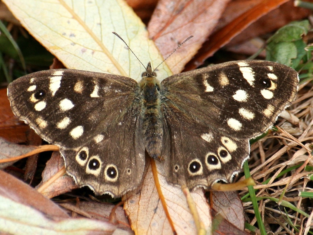 Speckled wood butterfly