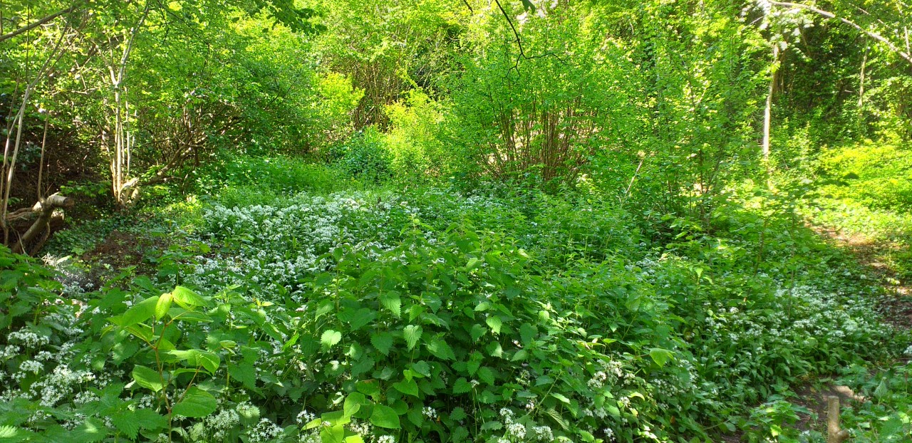 Coppiced area after 2 years
