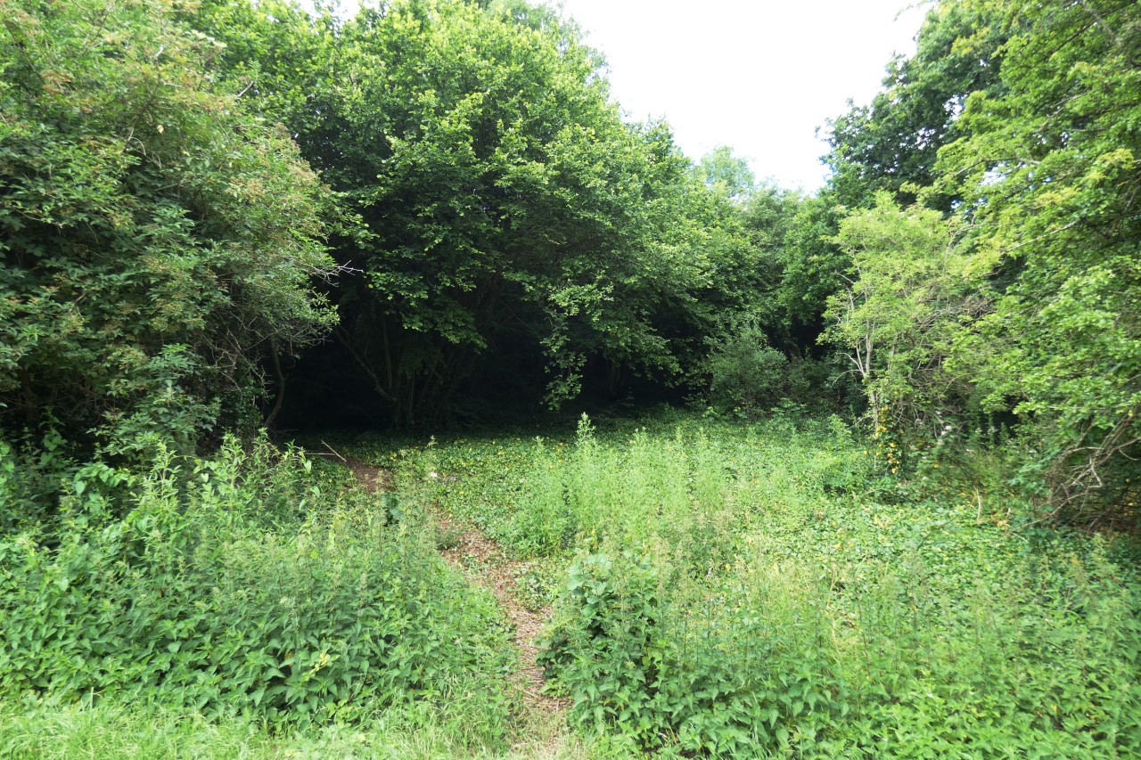 Area of woods that has been coppiced
