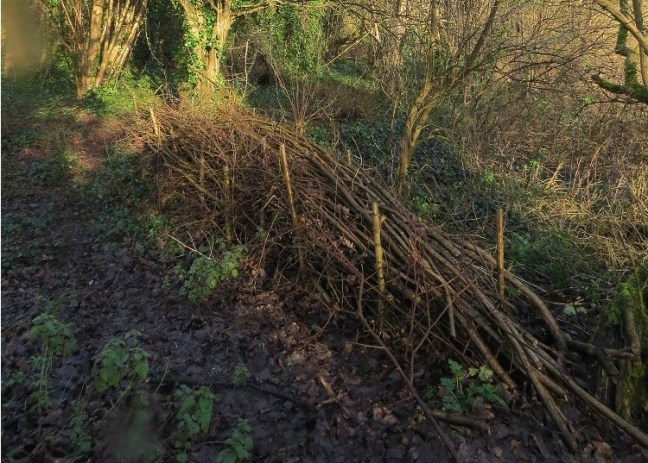 Dead hedge in Manor Woods Valley