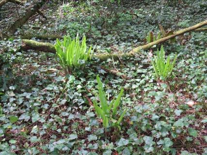Ivys and Ferns in a coppiced area