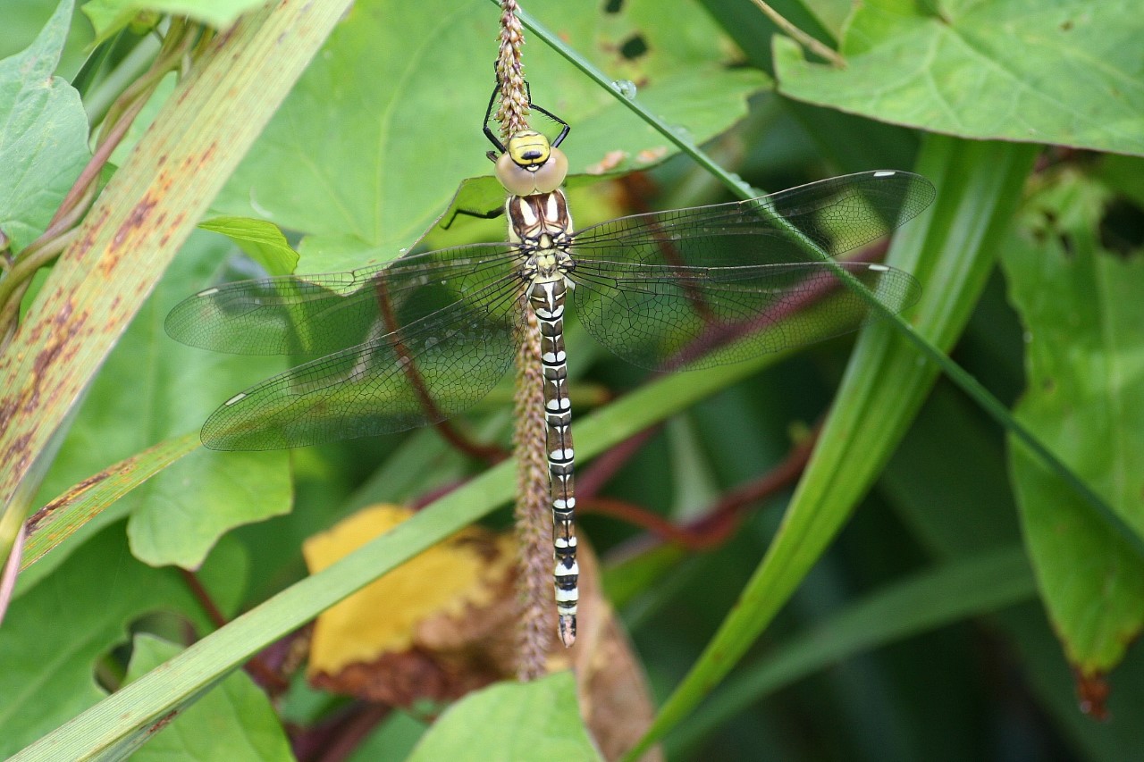Close up of Southern Hawker Dragonfly