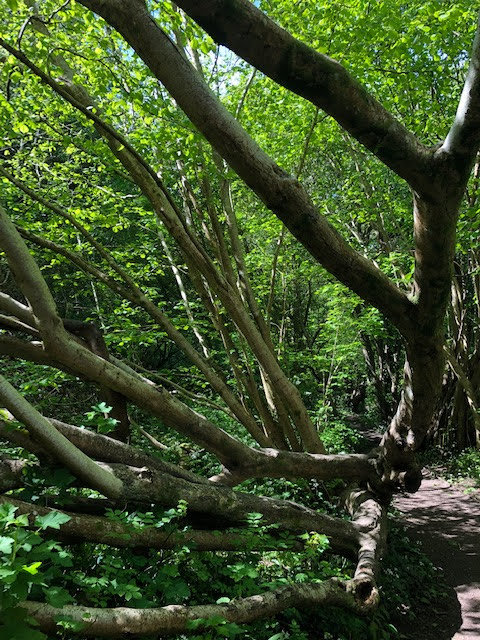 Gnarly tree fallen in Manor Woods Valley